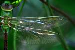 Green Darner Dragonfly