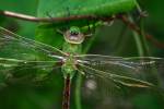 Green Darner Dragonfly