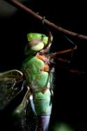 Green Darner Dragonfly