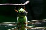 Green Darner Dragonfly