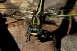 Lancet Clubtail Dragonfly