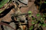 Lancet Clubtail Dragonfly