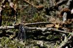 Lancet Clubtail Dragonfly