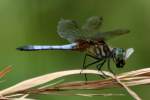 Blue Dasher Dragonfly