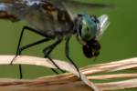 Blue Dasher Dragonfly