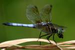 Blue Dasher Dragonfly