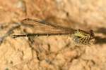 Blue-fronted Dancer Damselfly