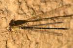 Blue-fronted Dancer Damselfly