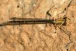 Blue-fronted Dancer Damselfly