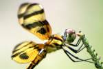 Brown-spotted Yellow-wing Dragonfly