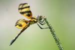 Brown-spotted Yellow-wing Dragonfly