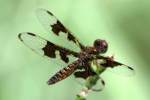 Low-flying Amber-wing Dragonfly