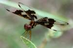 Low-flying Amber-wing Dragonfly