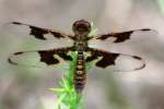 Low-flying Amber-wing Dragonfly