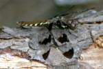 Common Whitetail Dragonfly