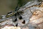 Common Whitetail Dragonfly