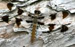 Common Whitetail Dragonfly