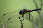 Blue Dasher Dragonfly