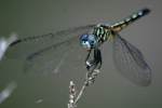 Blue Dasher Dragonfly