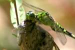 Green Clearwing / Eastern Pondhawk Dragonfly