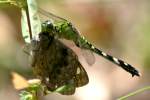 Green Clearwing / Eastern Pondhawk Dragonfly