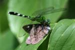 Green Clearwing / Eastern Pondhawk Dragonfly