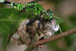 Green Clearwing / Eastern Pondhawk Dragonfly