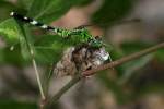 Green Clearwing / Eastern Pondhawk Dragonfly