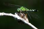 Green Clearwing / Eastern Pondhawk Dragonfly