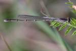 Damselfly