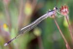 Damselfly