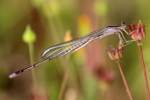 Damselfly