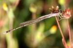 Damselfly