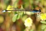 Damselfly