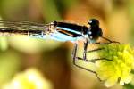 Damselfly