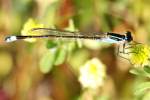 Damselfly