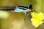 Damselfly