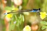 Damselfly