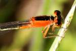 Rambur's Forktail Damselfly