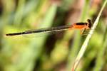 Rambur's Forktail Damselfly