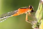 Rambur's Forktail Damselfly