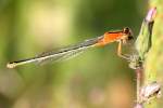 Rambur's Forktail Damselfly