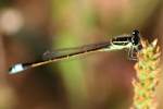 Rambur's Forktail Damselfly