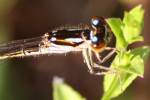 Damselfly