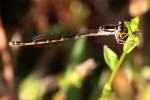 Damselfly