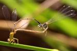 Vesper Bluet Damselfly