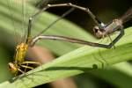 Vesper Bluet Damselfly