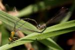 Vesper Bluet Damselfly