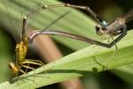 Vesper Bluet Damselfly