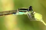 Rambur's Forktail Damselfly